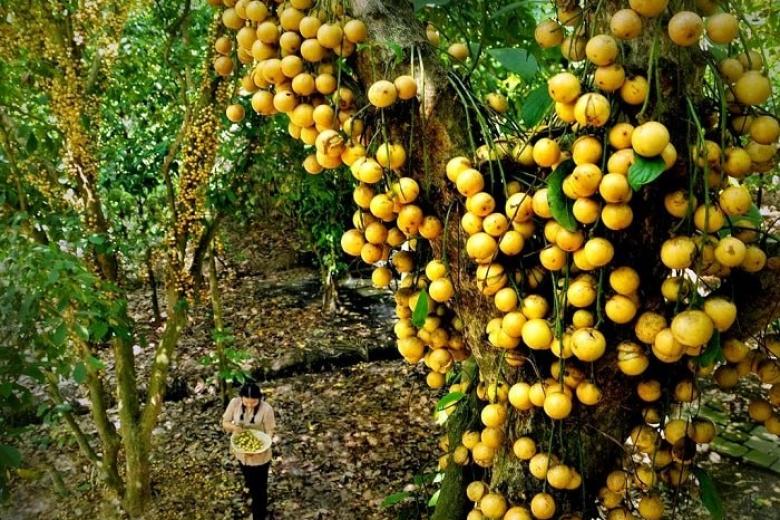 Vườn trái cây Bà Hiệp