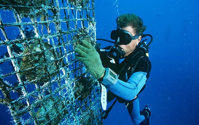 Cơ sở nuôi cấy ngọc trai