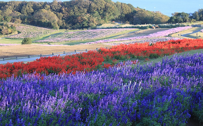 Tham quan công viên Awaji Hanasakiji