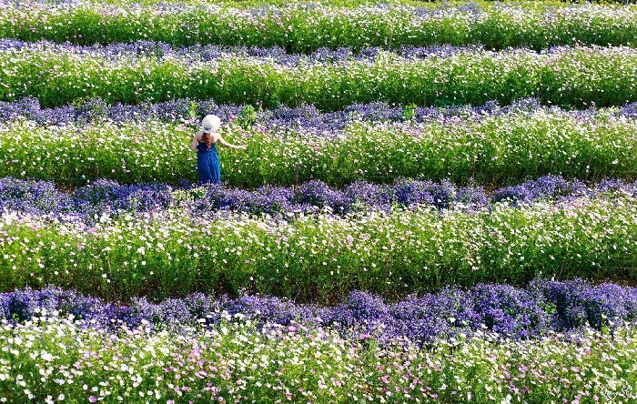 Những cánh đồng hoa Đà Lạt