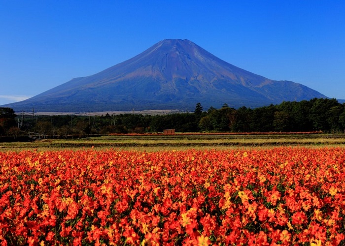 Công viên hoa Hana no Miyako