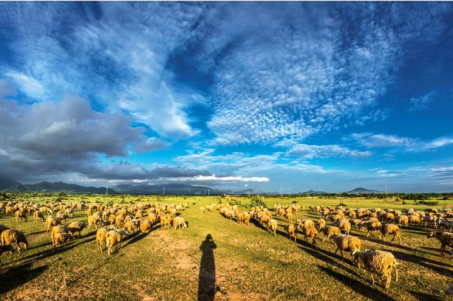 Đồng cừu An Hòa