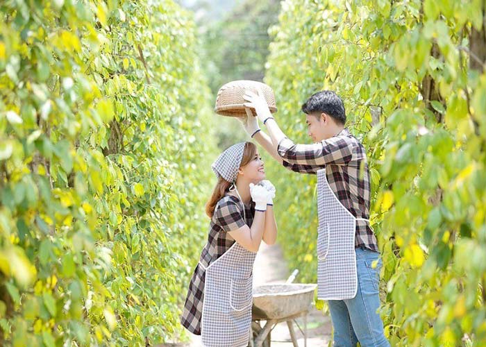 Vườn tiêu Phú Quốc