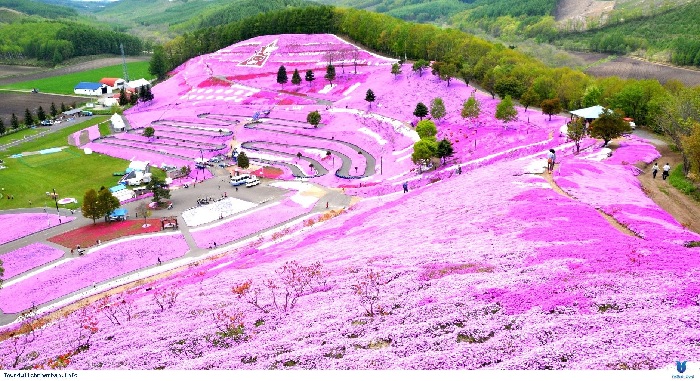 Lễ hội Hoa Chi Anh tại Nhật