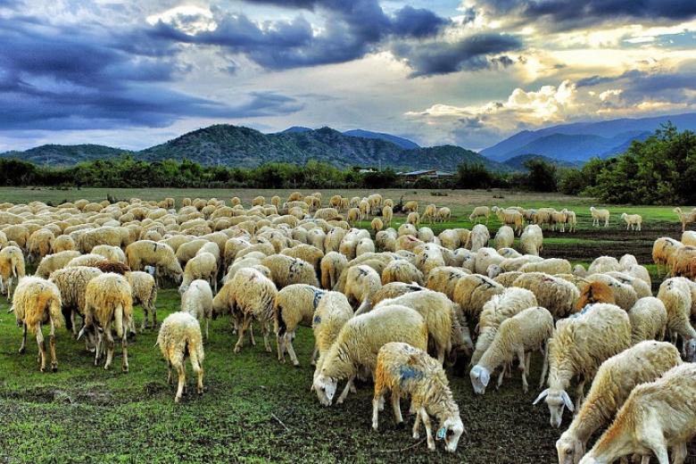 cánh đồng cừu vũng tàu