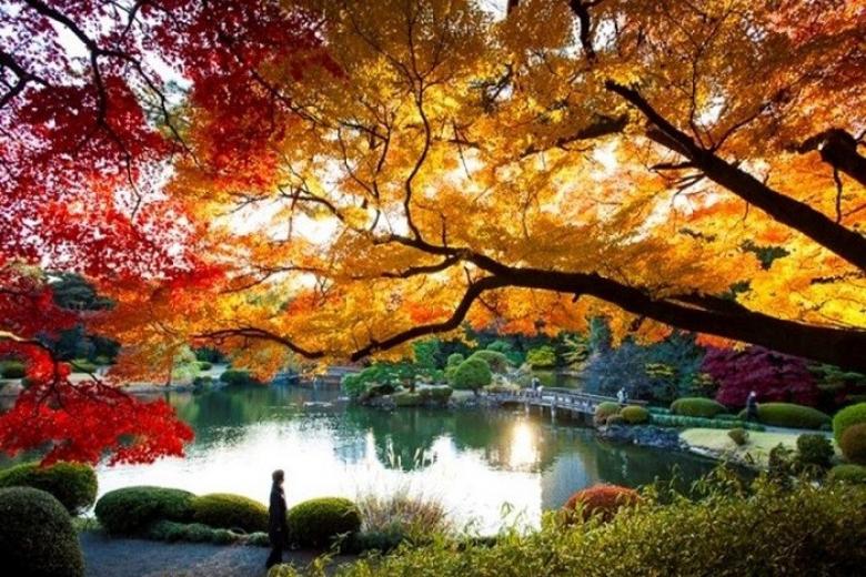 công viên shinjuku