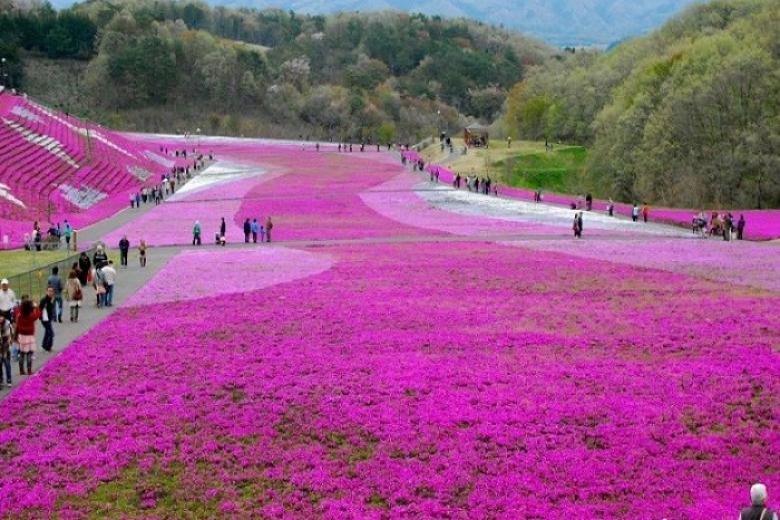 Hoa Chi Anh Nhật Bản