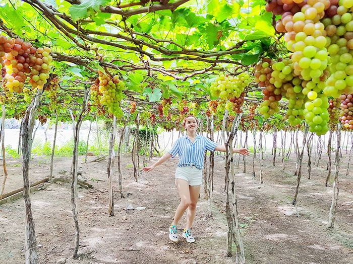 Vườn nho ở thôn Thái An