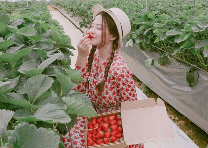 Trải nghiệm cảm giác hái dâu tại vườn du_lich_da_lat_sai_gon_da_lat_kombi_land_4_ngay_4