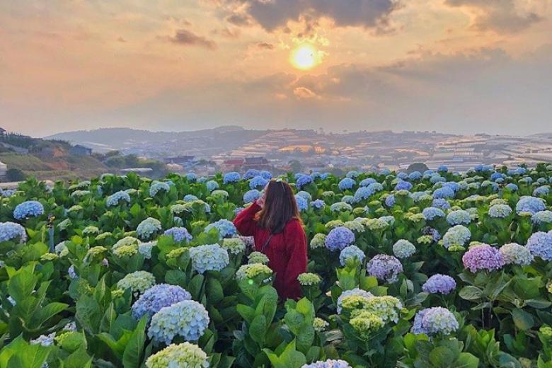 Cánh đồng hoa cẩm tú cầu