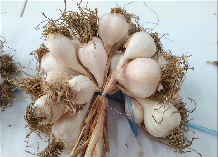 Mua tỏi Lý Sơn làm quà cho người thân và bạn bè