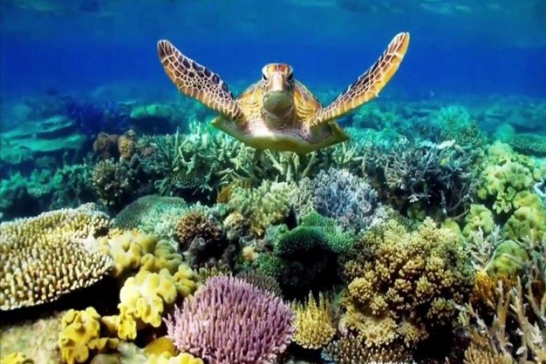 Lặn ngắm san hô