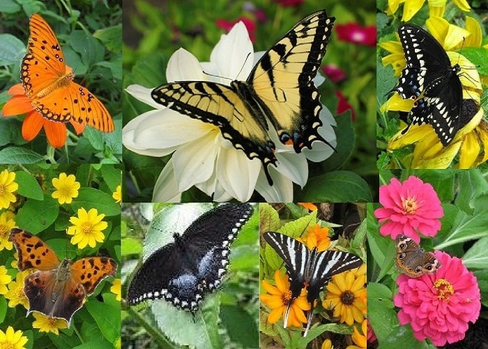 Vườn Bướm Butterfly Garden