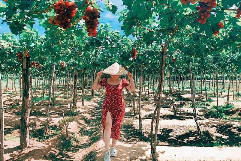 Vườn nho Ninh Thuận