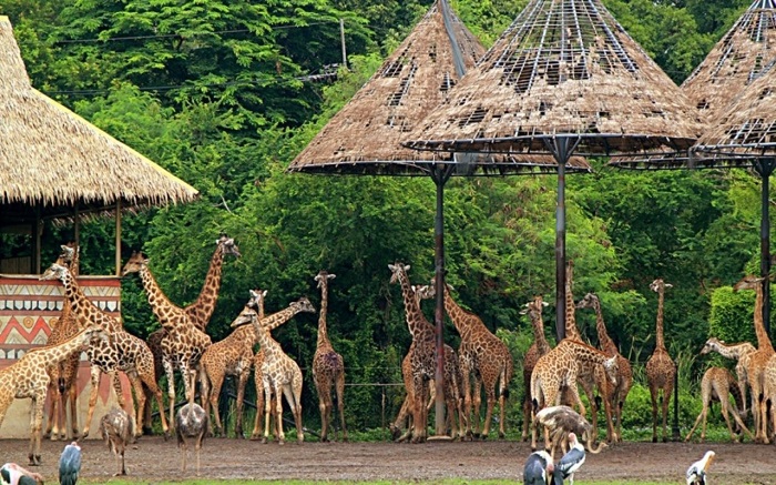 Safari World – vườn thú tự nhiên mở lớn nhất châu Á
