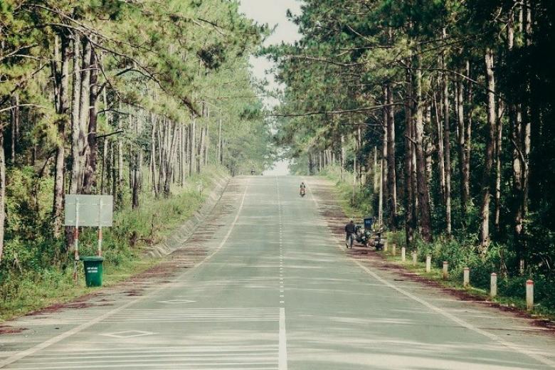 Rừng thông Măng Đen