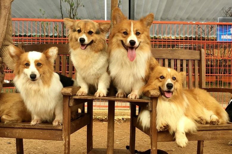 Nông Trại Puppy Farm