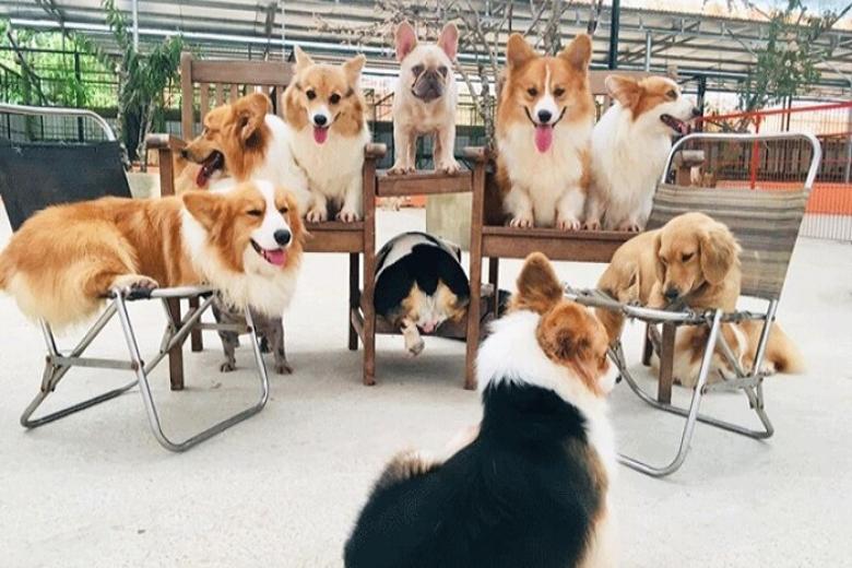 Nông Trại Puppy Farm