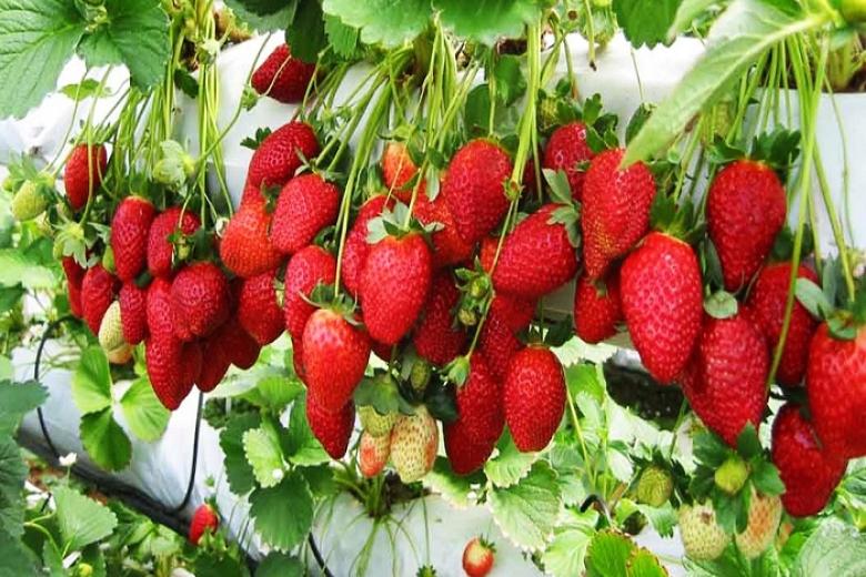 Vườn dâu Đà Lạt
