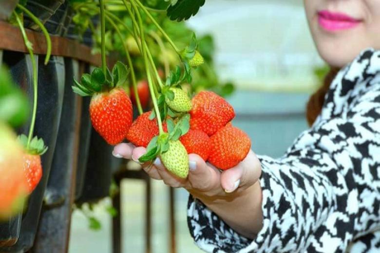 Vườn dâu Đà Lạt