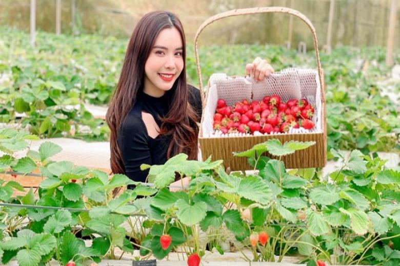 Vườn dâu Đà Lạt