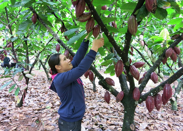 Vườn cacao Đà Lạt