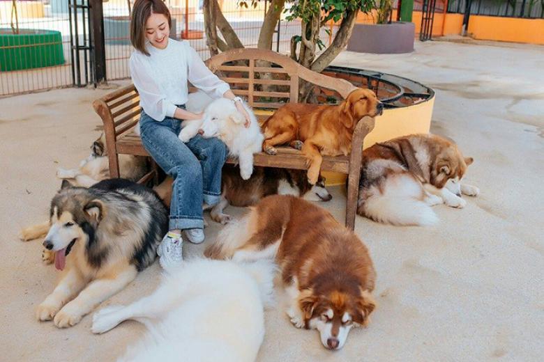Trang trại cún Puppy Farm