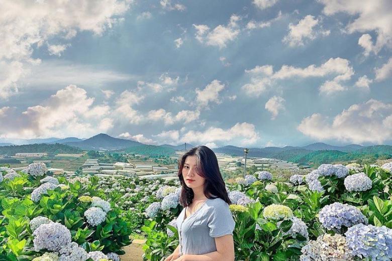 Vườn hoa cẩm tú cầu