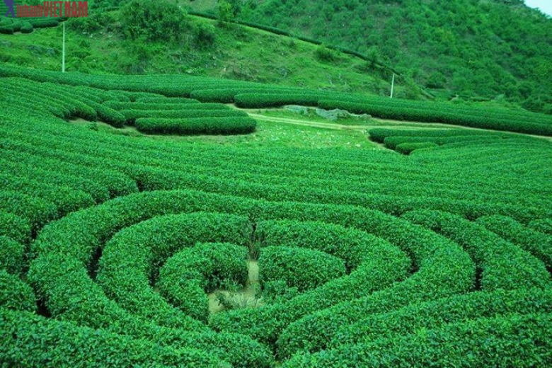 Đồi chè tình yêu