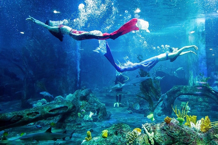Du lịch Nha Trang: Mãn nhãn với các loài động vật  ở Thủy Cung 