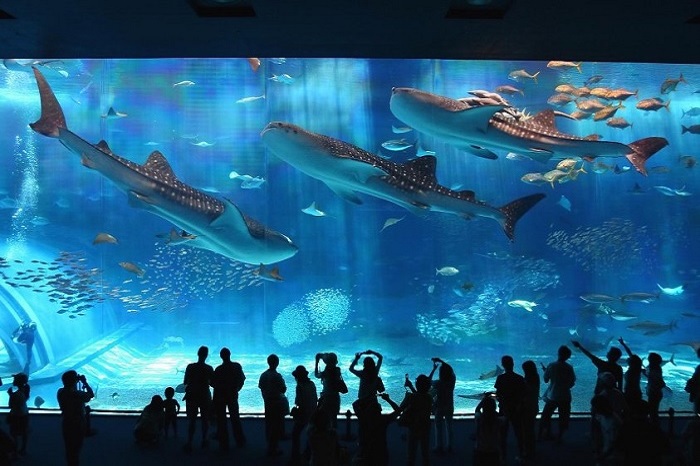 Du lịch Nha Trang: Thủy Cung