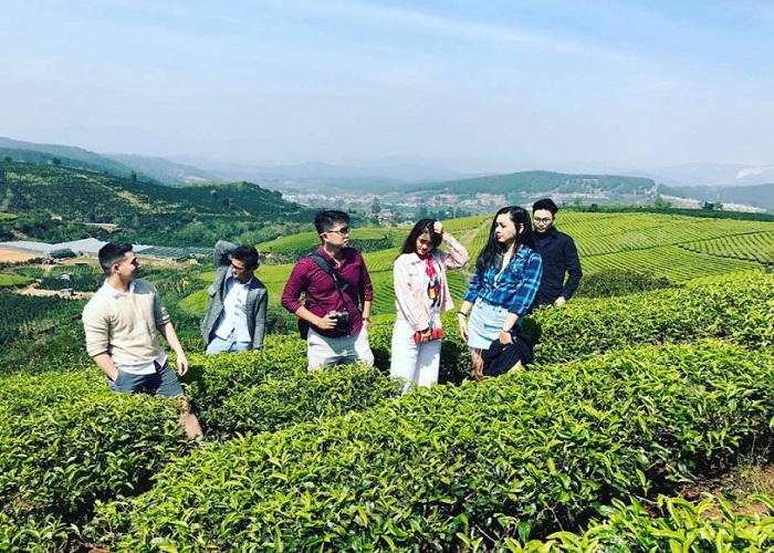 Đồi chè Cầu Đất