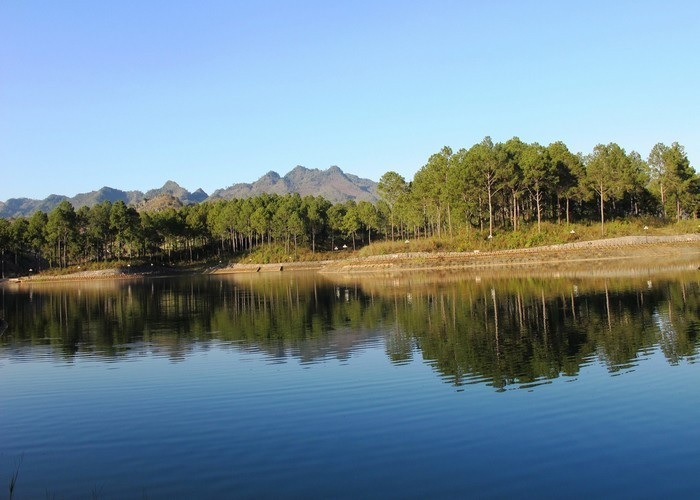 Du lịch các tỉnh Đông Tây Bắc Bộ:Rừng thông Bản Áng