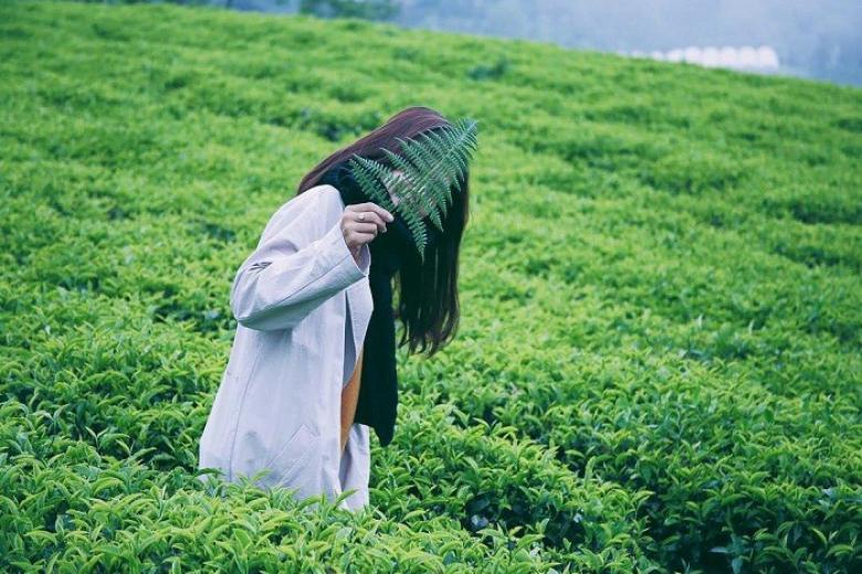 Đồi Chè Cầu Đất