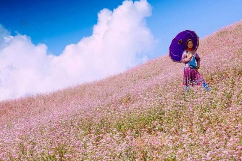 Hoa tam giác mạch