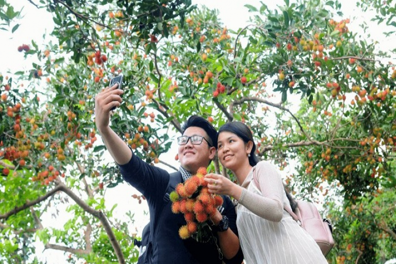 Hái chôm chôm tại vườn