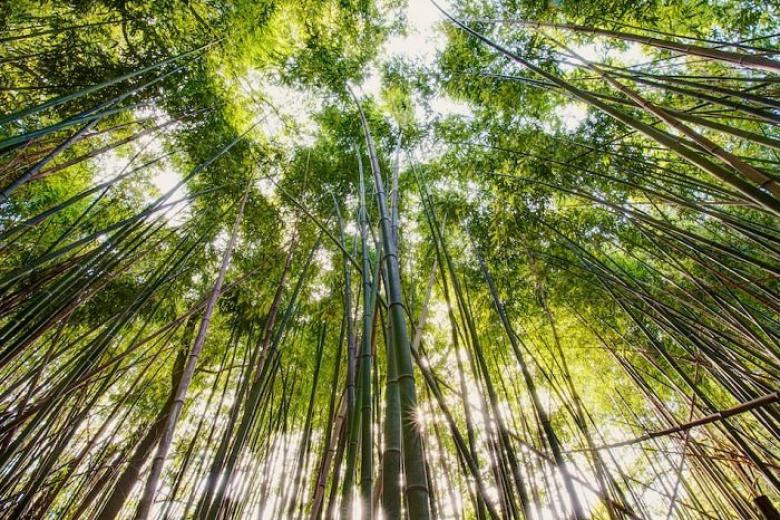 Vườn Trúc Lâm Tịnh Xá