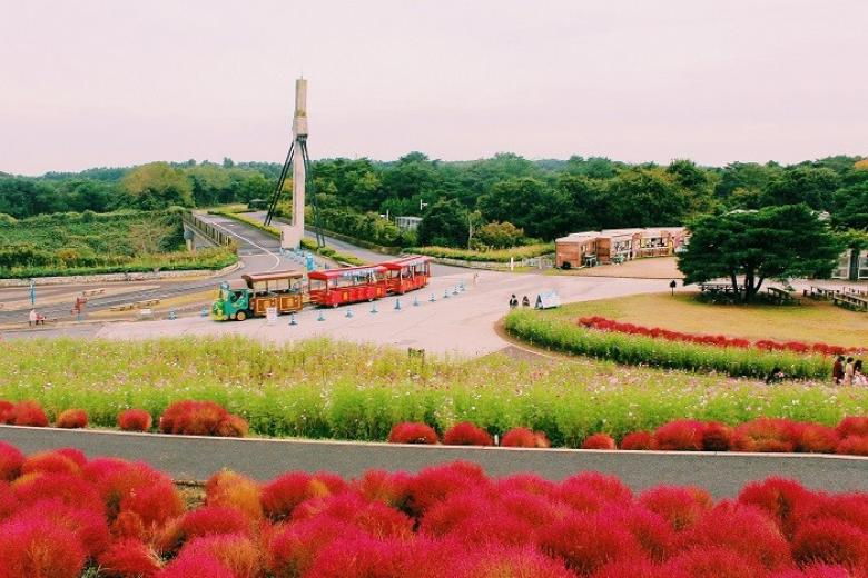 Đồi cỏ đỏ Kochia