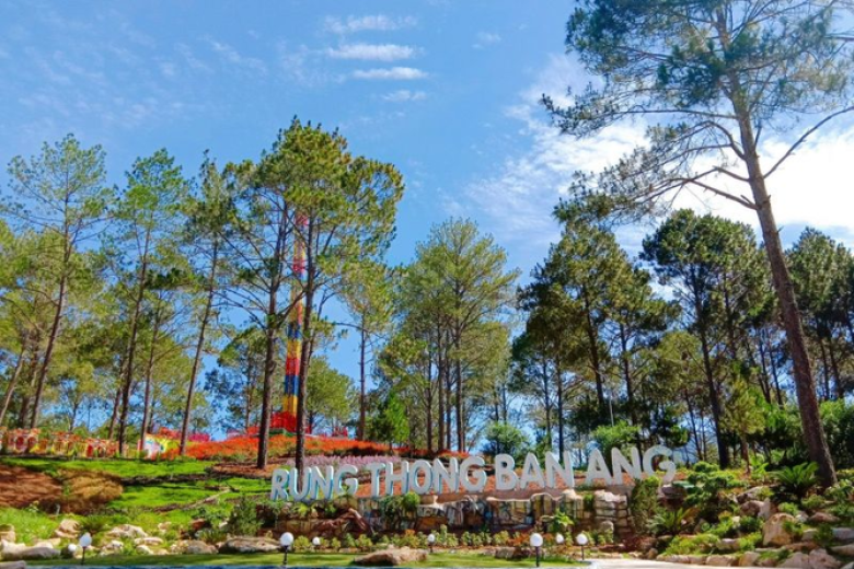 Rừng thông bản Áng Mộc Châu