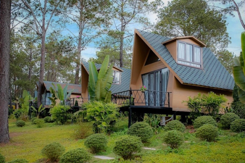 Rừng thông Bản Áng