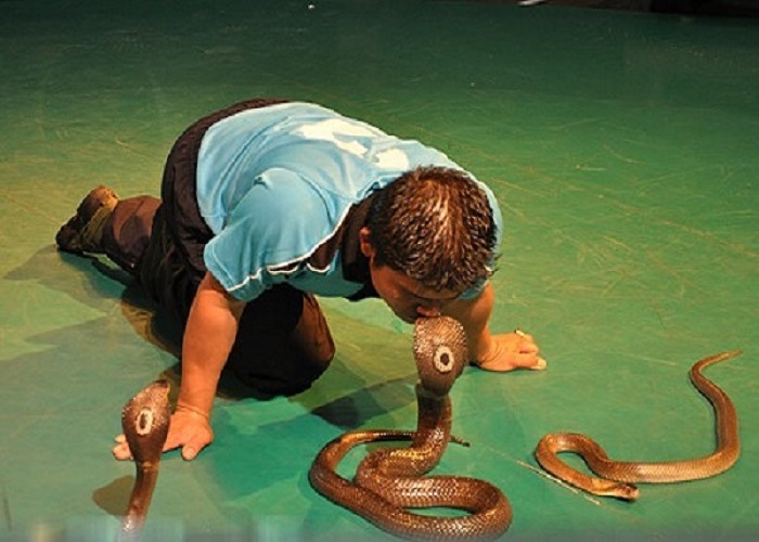 trung tâm nghiên cứu Rắn độc 