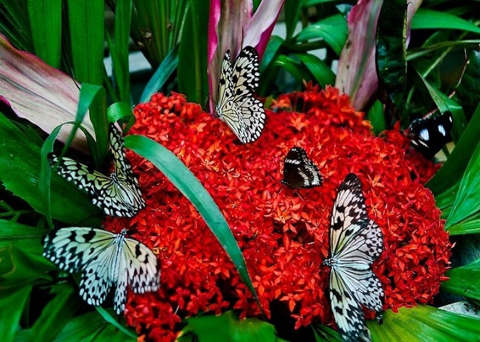 Vườn Bướm Butterfly Garden