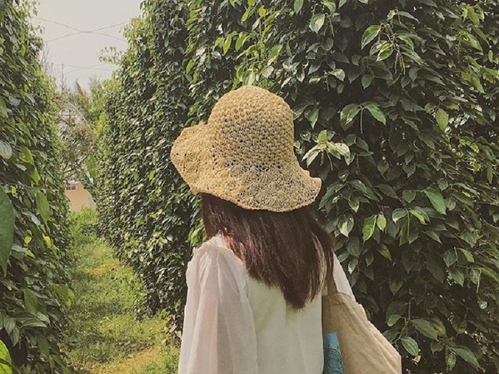 Vườn tiêu Phú Quốc