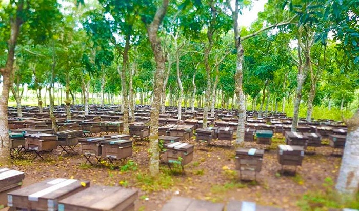 Tour du lịch lễ hội dừa Bến Tre 2019
