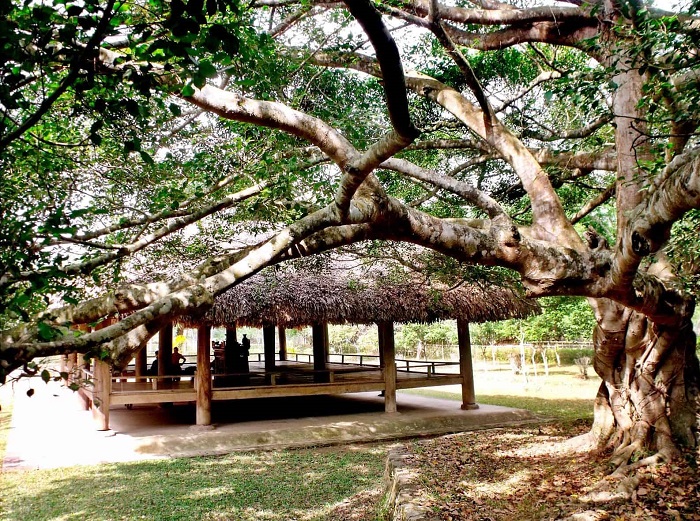 Tour Tuyên Quang 2 ngày thăm cây đa Tân Trào