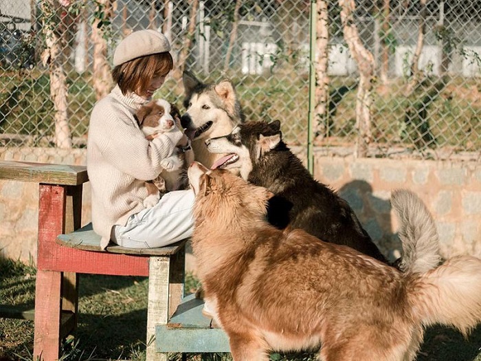 Nông trại cún Puppy Farm