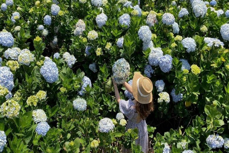 Vườn hoa Cẩm Tú Cầu