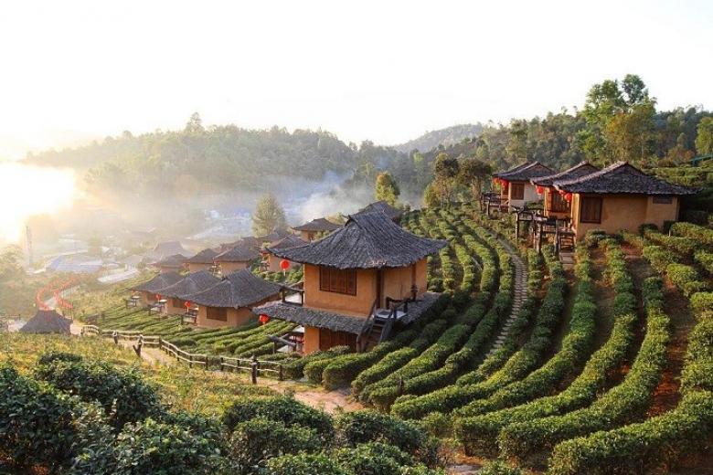 Đồi chè Choui Fong