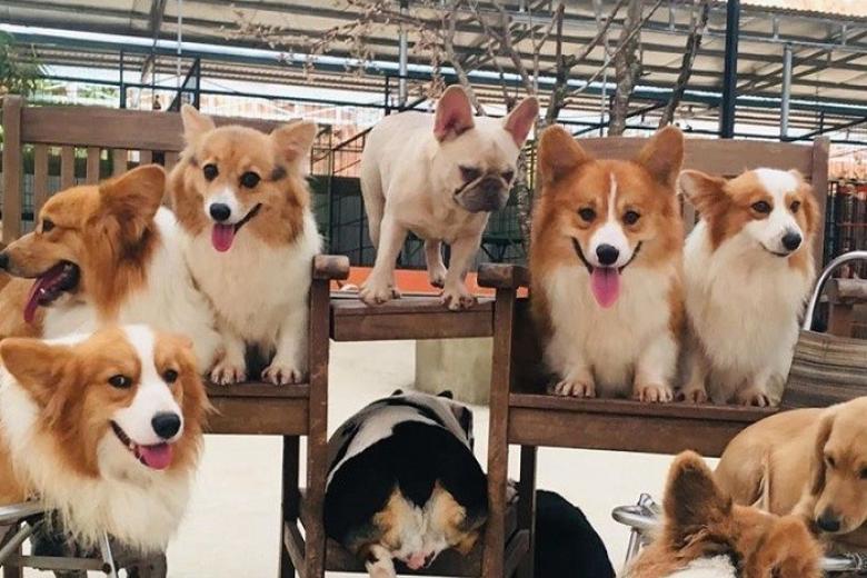 Nông trại cún Puppy Farm