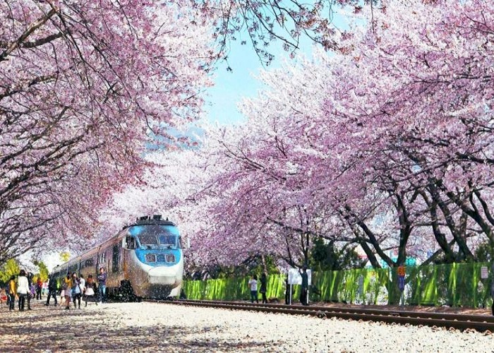 hoa-anh-dao-nhat-ban